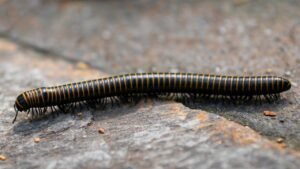 Se débarrasser des vers de l'humidité