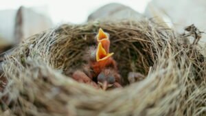 Temps qu'un oisillon rester sans manger